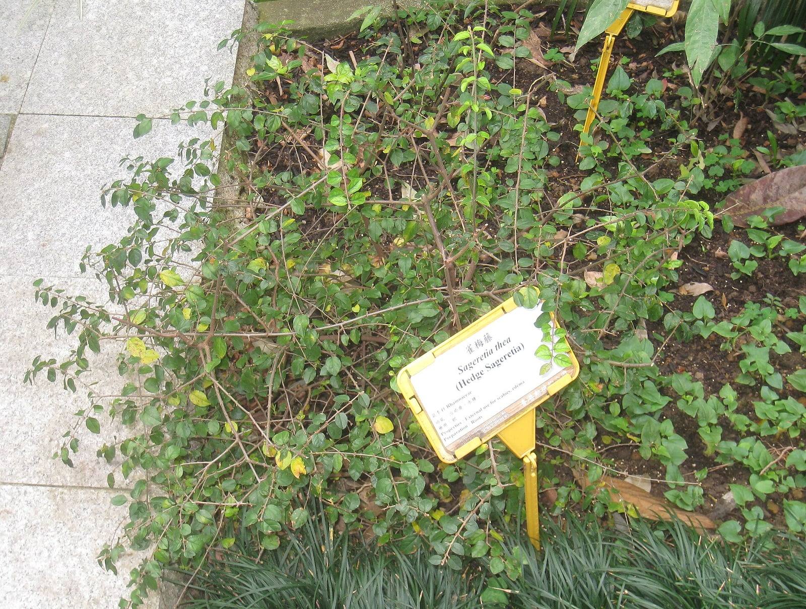 Sageretia thea shrub in the Hong Kong botanical garden: thin spreading branches covered in small oval green leaves, in front of its yellow botanical label.