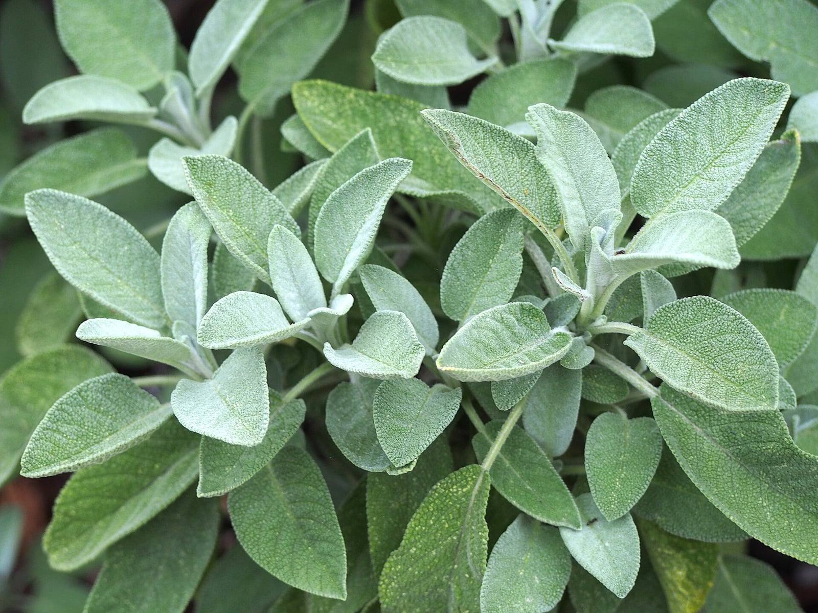 Close view of a garden sage clump in a botanic garden: oval, gray-green, downy leaves with a pebbly texture, arranged in pairs on pale stems.