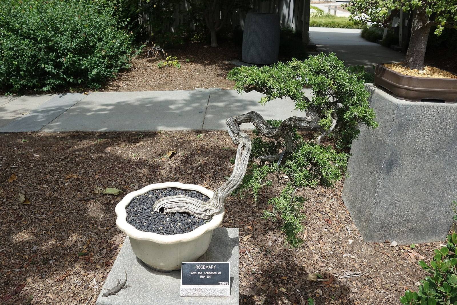 Bonsái de romero en los Huntington Botanical Gardens: un tronco retorcido de madera muerta gris plateada sale de una maceta crema festoneada y cae en semicascada, coronado por un follaje verde acicular.