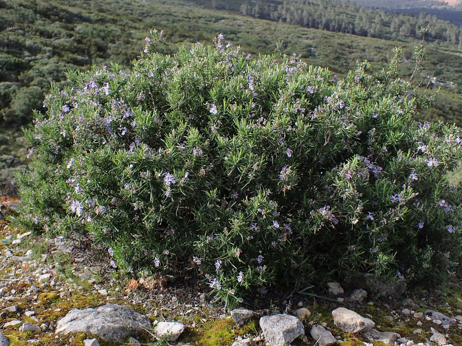 Mata redondeada de romero cubierta de pequeñas flores azul pálido, sobre un suelo pedregoso en Portugal.