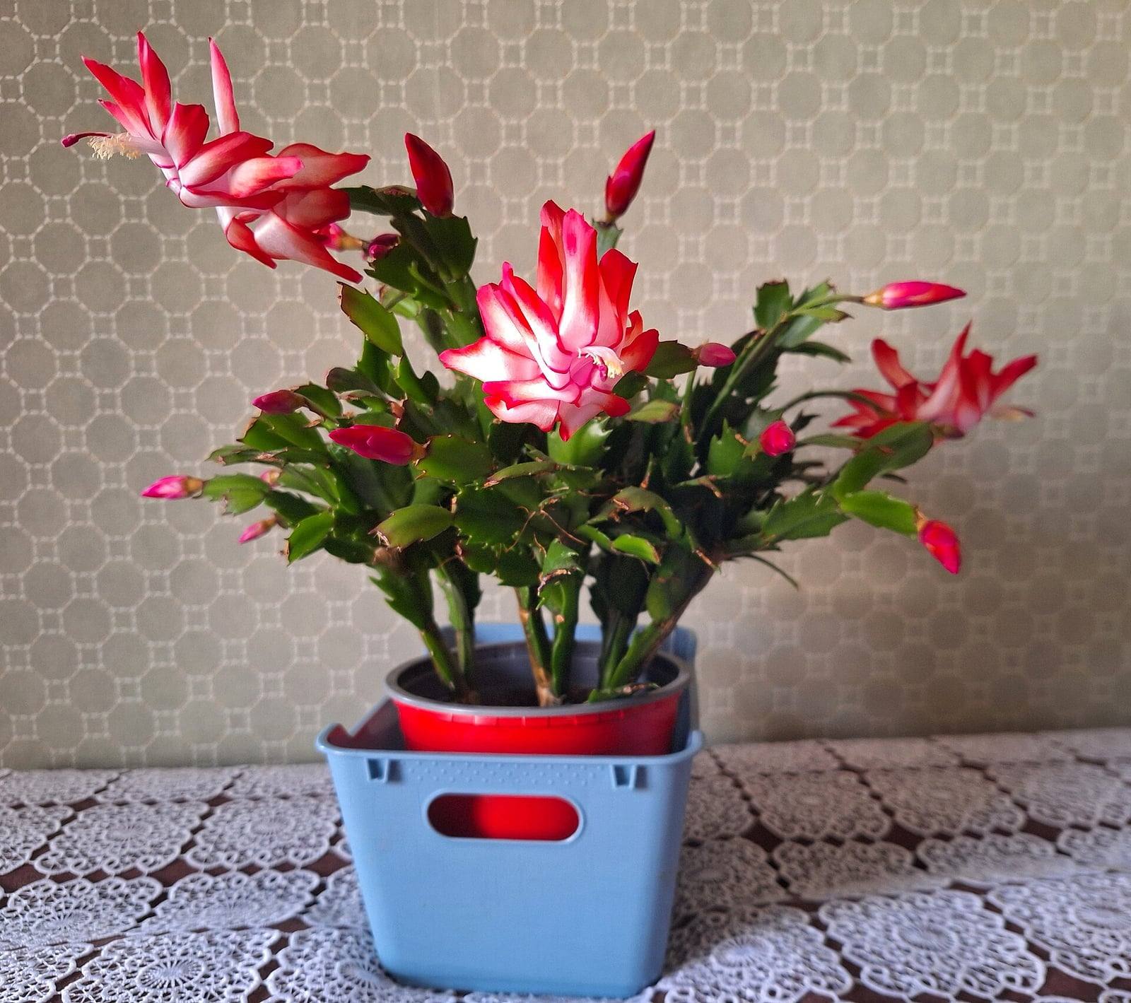 Schlumbergera truncata en maceta, en plena floración: tallos planos segmentados de bordes dentados, flores rosa intenso y capullos en los extremos.
