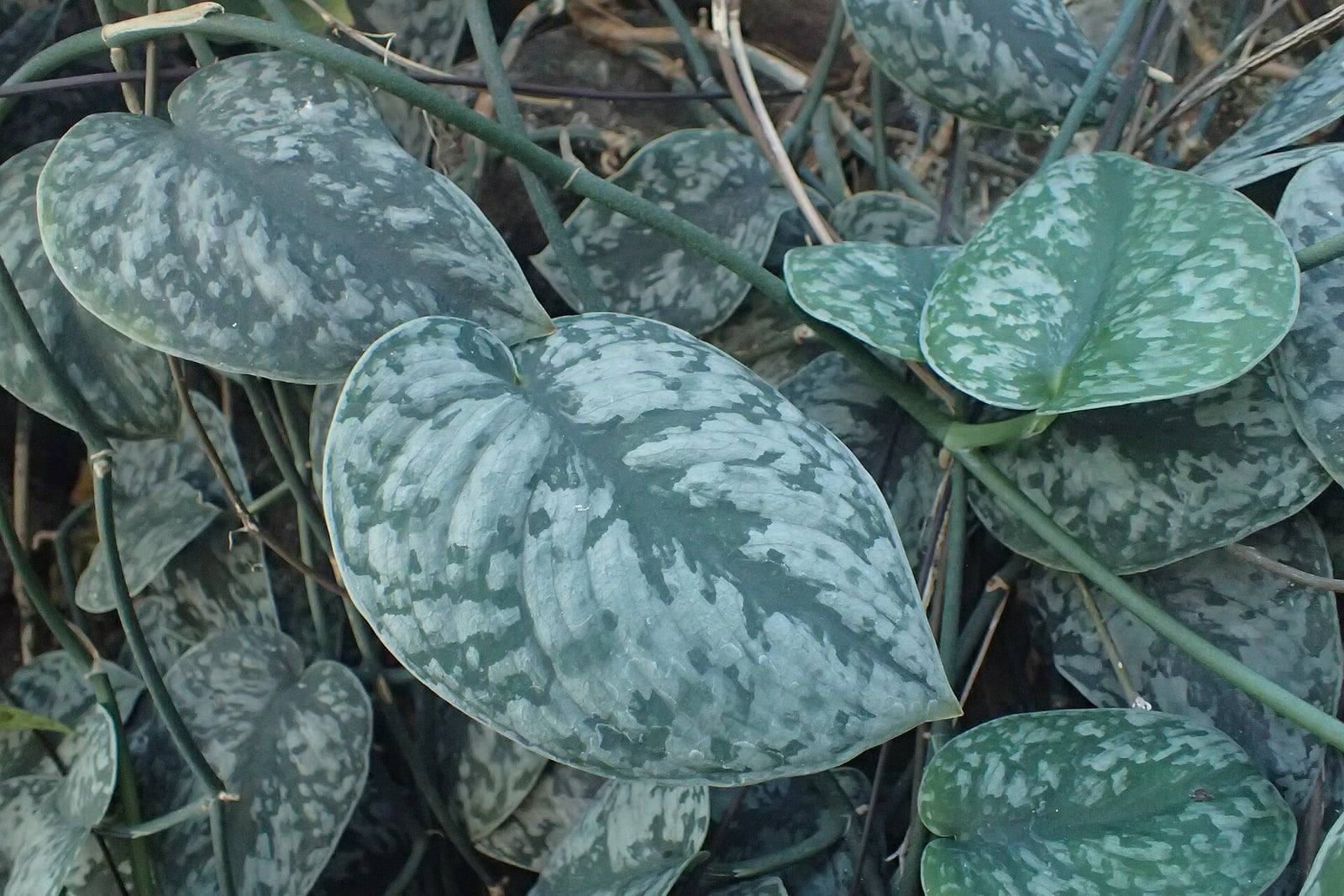 Tiges rampantes de Scindapsus pictus aux feuilles en cœur vert foncé, mouchetées de taches gris argenté.
