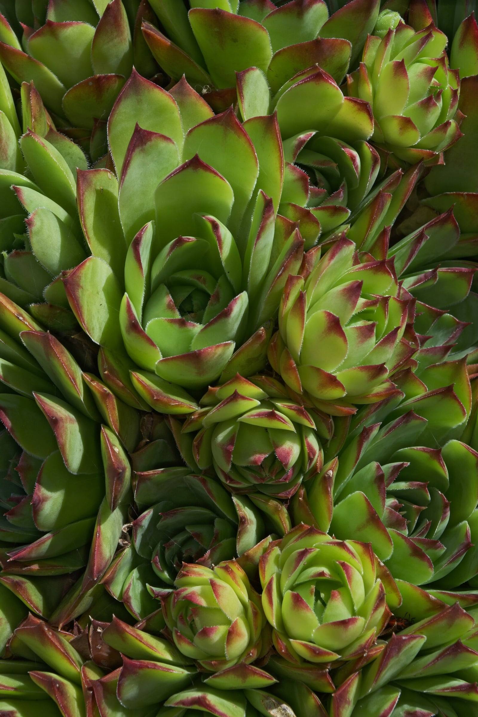 Dense clump of hens and chicks seen from above: rosettes of pale green, fleshy, pointed leaves tipped with purple.