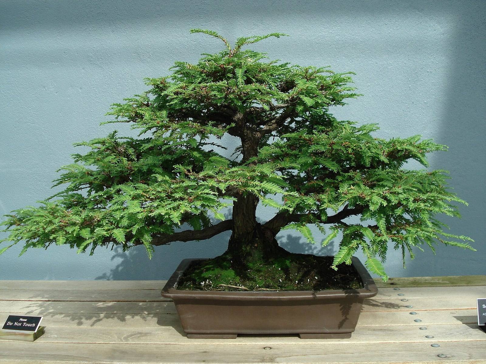 Bonsái de secuoya roja del Brooklyn Botanic Garden, en estilo erguido informal: tronco pardo rojizo ensanchado en la base, ramas escalonadas de follaje plumoso verde vivo, en una maceta rectangular marrón cubierta de musgo.