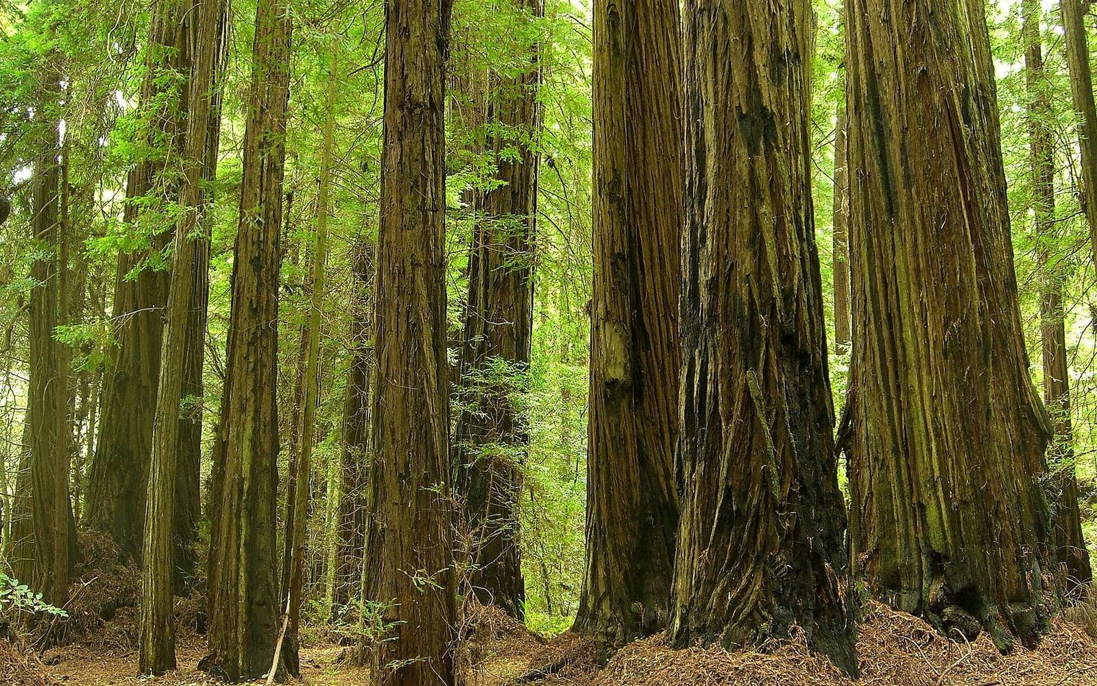Futaie de séquoias à feuilles d’if dans le Grizzly Creek Redwoods State Park, en Californie : énormes troncs droits à l’écorce brun-rouge profondément fibreuse, sous un feuillage vert clair.