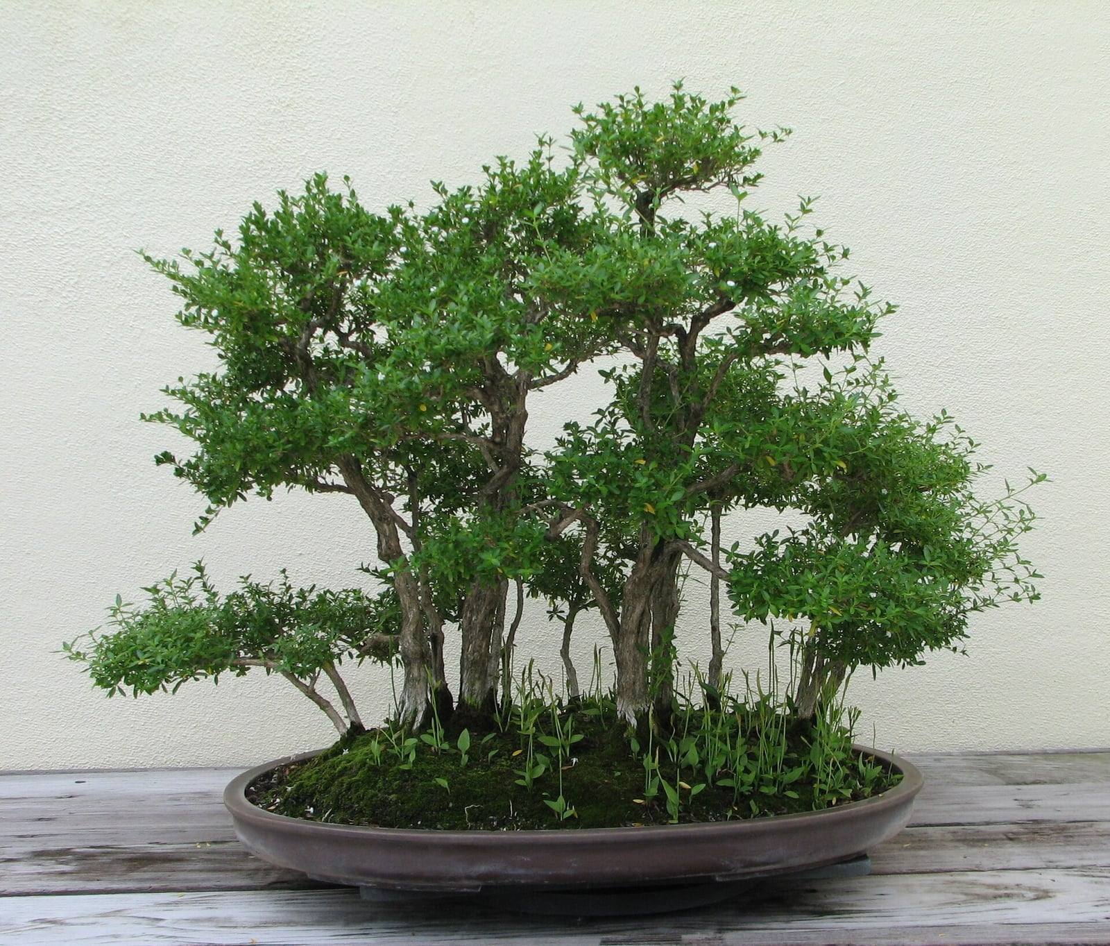 Bonsái de serissa en estilo bosque en el National Bonsai & Penjing Museum: una decena de troncos finos y grises con follaje verde denso, plantados en una bandeja ovalada poco profunda cubierta de musgo.
