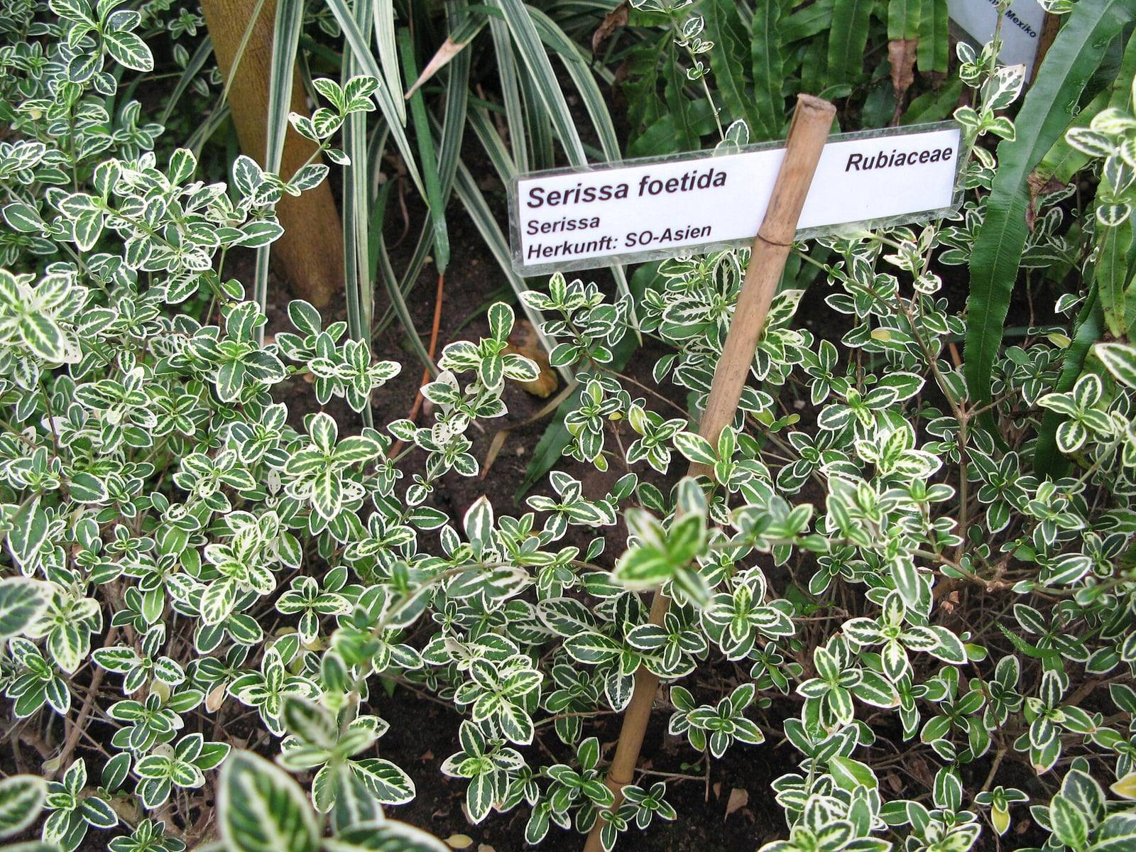 Macizo de serissa de follaje variegado, con hojas pequeñas verdes de borde crema y una etiqueta botánica «Serissa foetida, Rubiaceae».