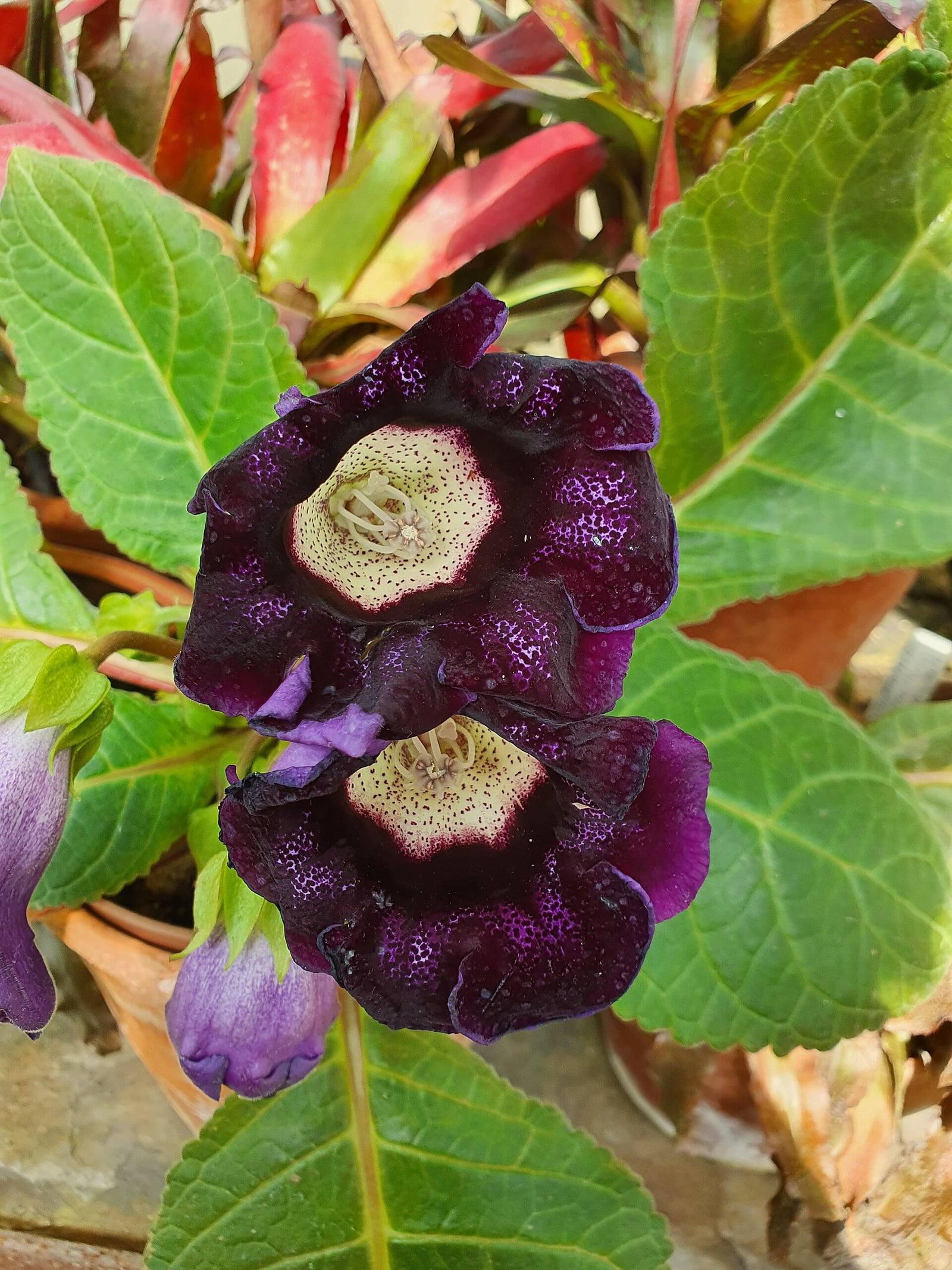 Deux grandes fleurs en cloche de Sinningia speciosa, pourpre foncé moucheté à gorge crème, entourées de larges feuilles vertes veloutées et crénelées.