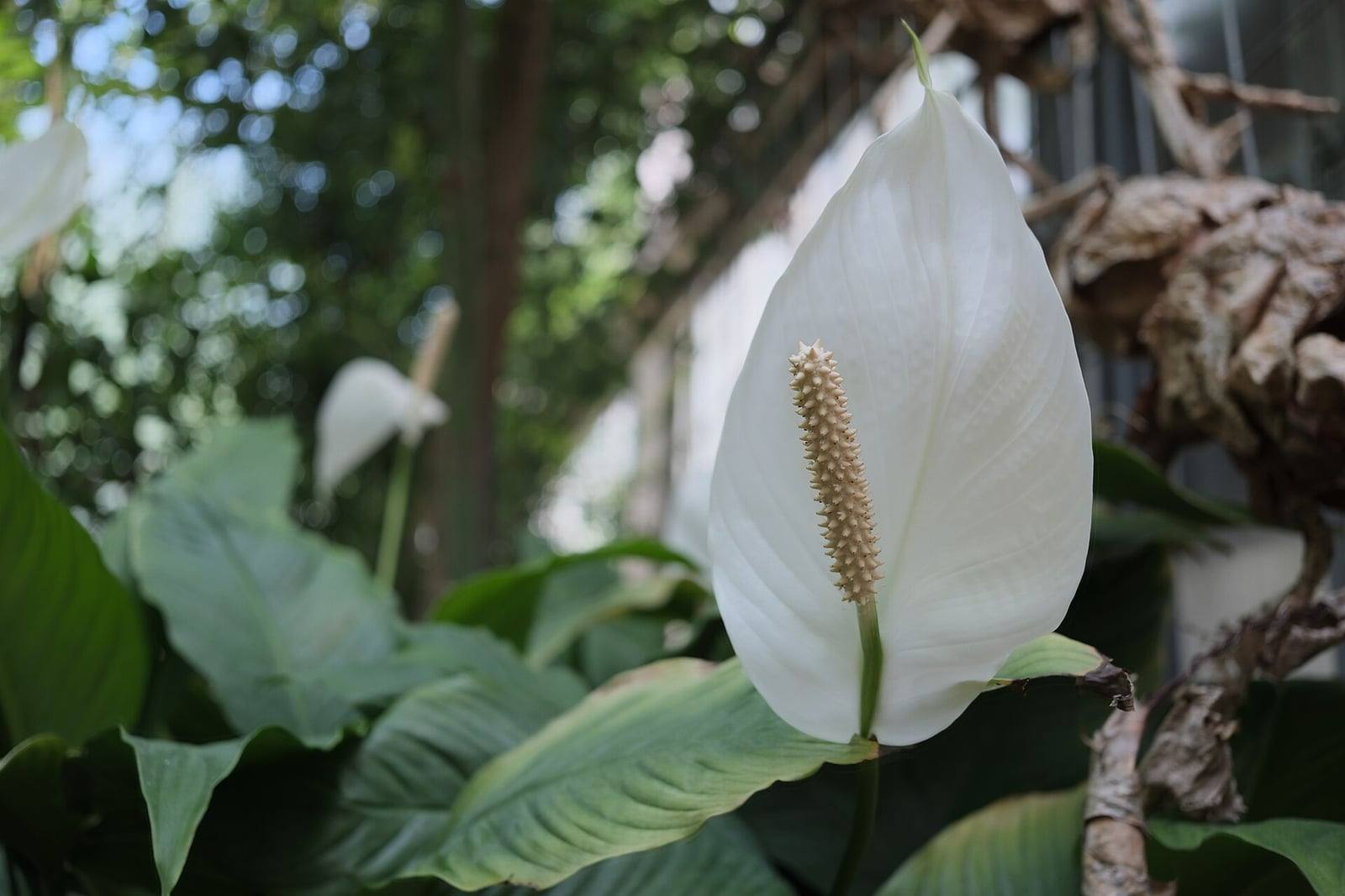 Spathiphyllum wallisii en flor en el jardín botánico del KIT, con una espata blanca erguida alrededor de un espádice crema.