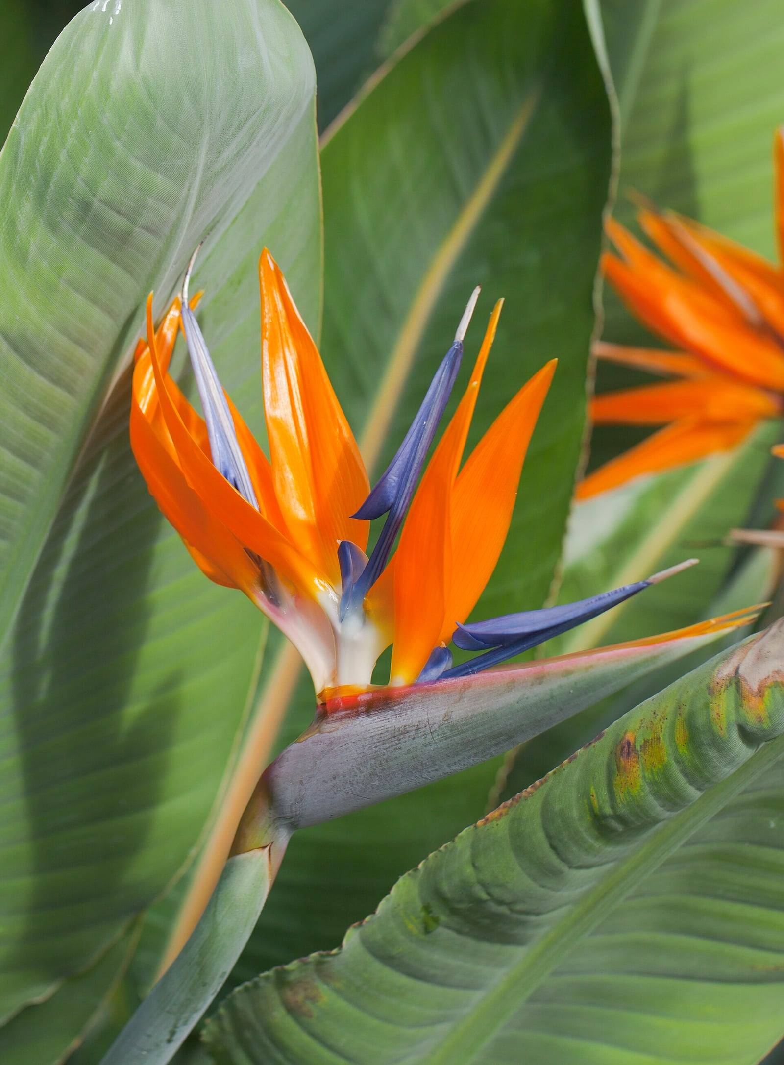 Strelitzia reginae flower with orange sepals and blue petals emerging from a beak-shaped spathe, in front of large gray-green leaves.
