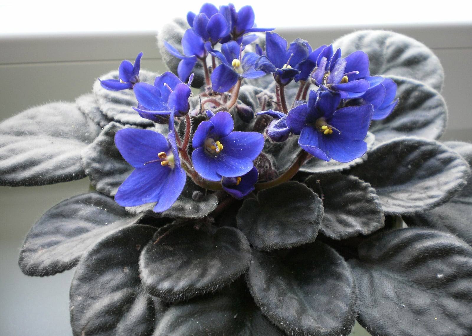 Violeta africana en maceta: roseta de hojas redondas y aterciopeladas verde oscuro coronada por un ramillete de flores azul violáceo con el centro amarillo.