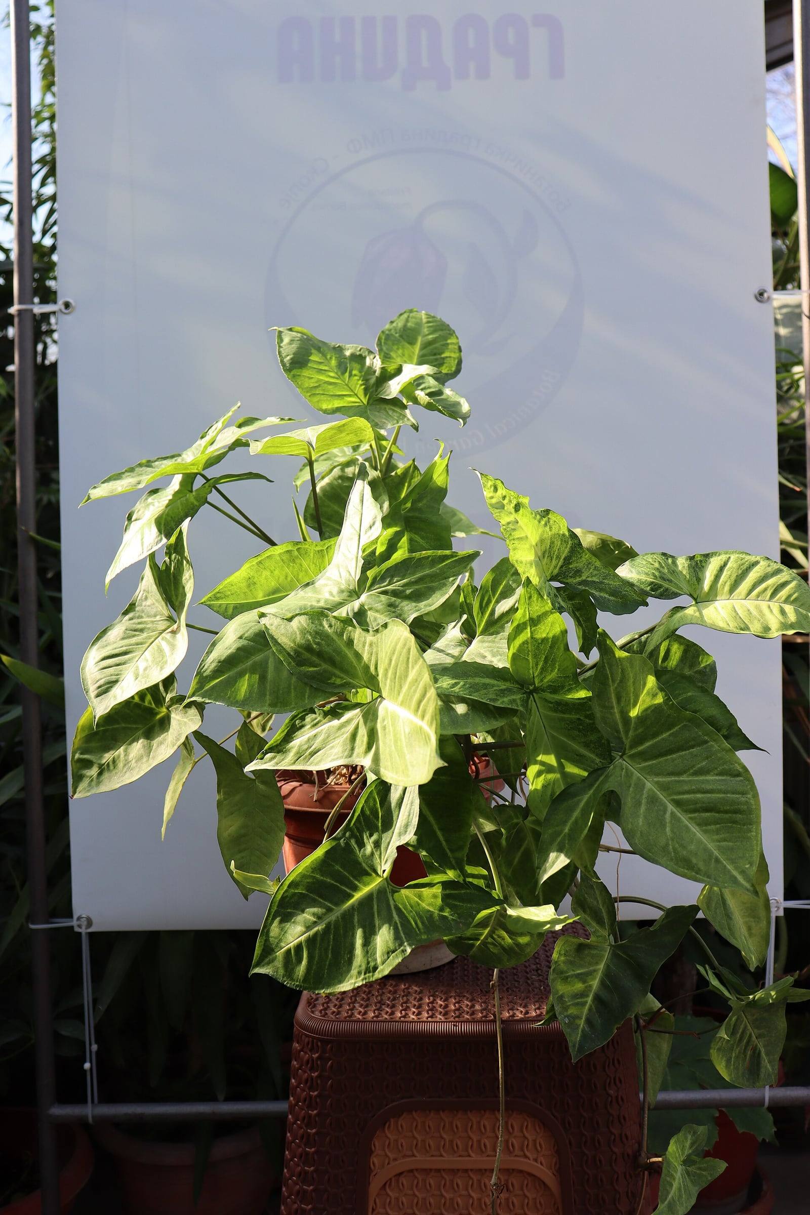 Syngonium podophyllum en maceta, con follaje verde denso de hojas sagitadas, en el jardín botánico de Skopie.