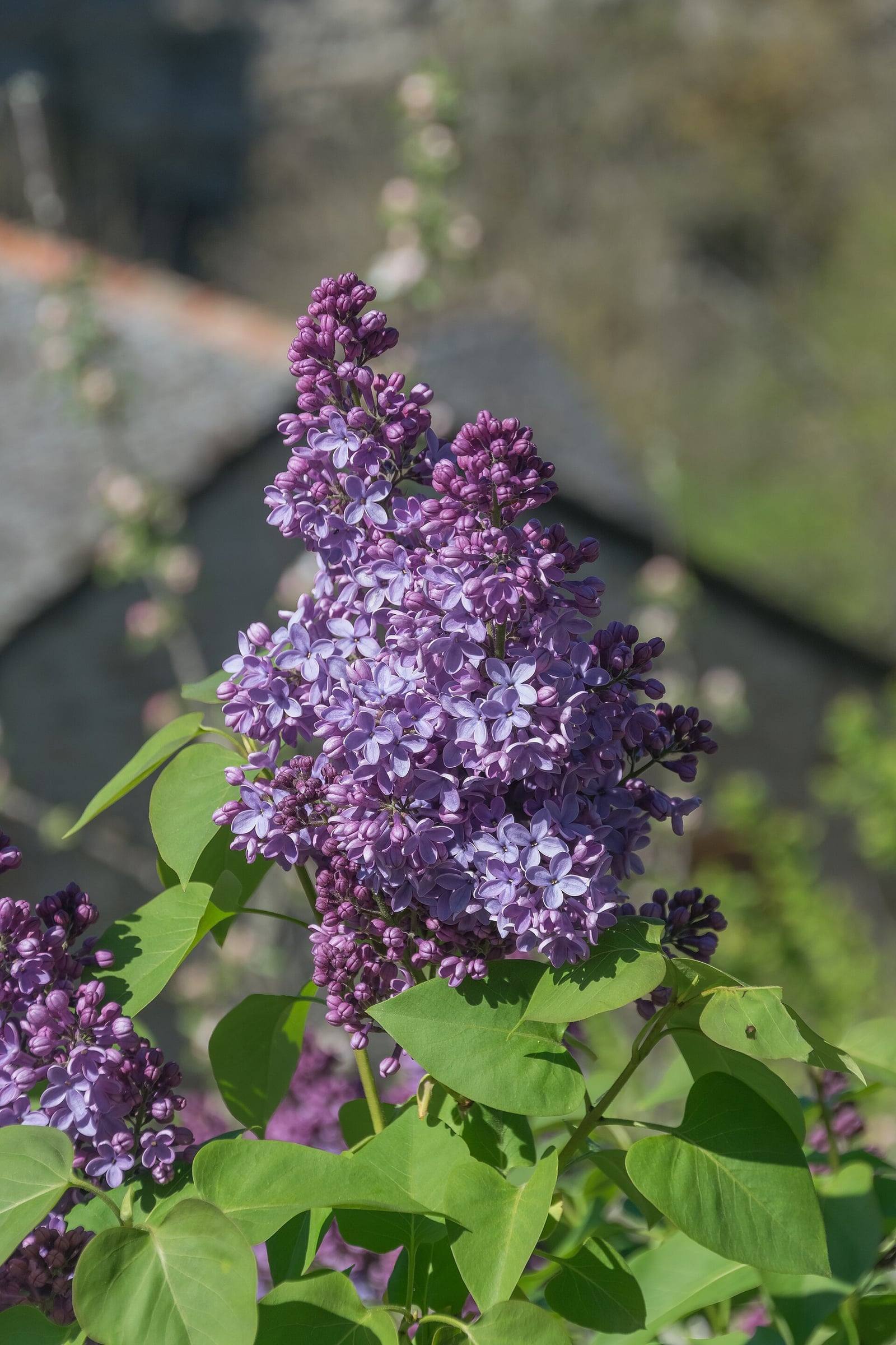 Conical cluster of common lilac with small four-lobed mauve flowers and purple buds above green heart-shaped leaves.