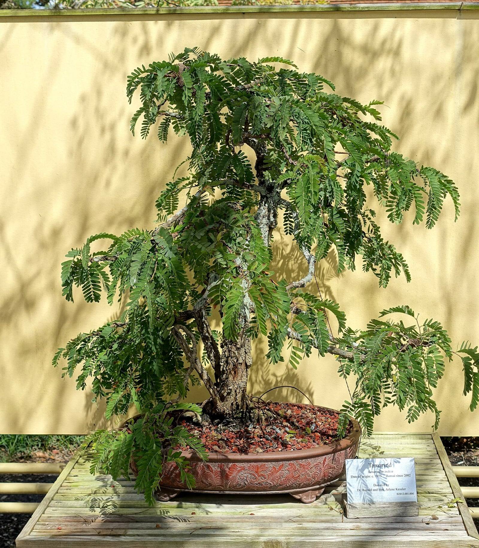 Bonsái de tamarindo de corteza gris y ramas colgantes cubiertas de hojas finamente divididas, en una amplia maceta ovalada de barro decorada, con su etiqueta de colección.