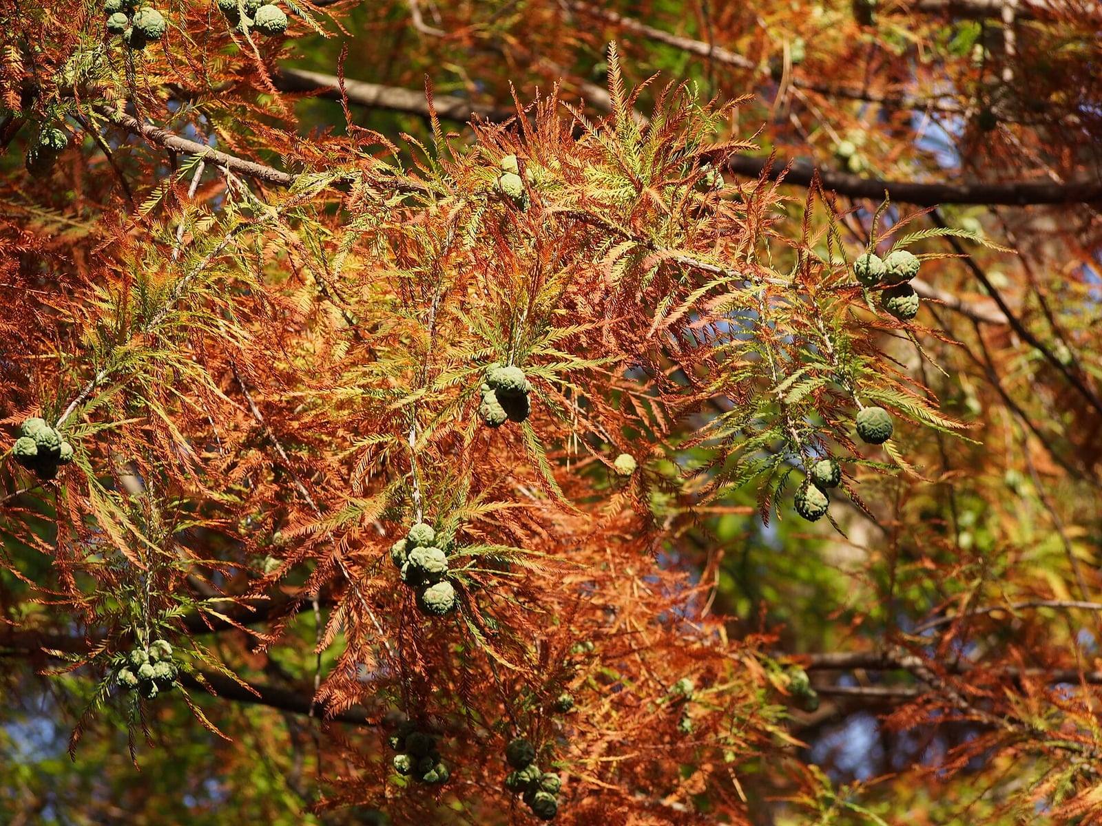 Bald cypress branches in fall: feathery foliage turning russet and orange, dotted with round blue-green cones.