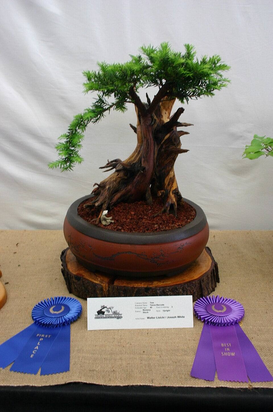 Bonsaï d’if commun au tronc tortueux creusé de bois mort clair et de veines brun rouge, coiffé d’une couronne de feuillage vert vif, dans une coupe ronde brune posée sur une tranche de bois, lors d’une exposition.