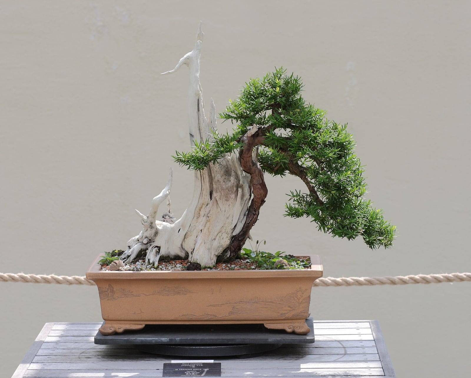 Japanese yew bonsai with a slender reddish-brown trunk beside a large carved white deadwood section, a crown of dark green branches leaning right, in a decorated light brown rectangular pot.
