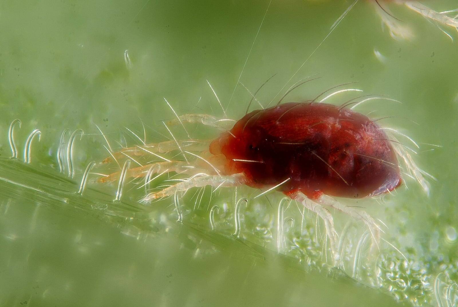 Female two-spotted spider mite (Tetranychus urticae), red form, seen under a microscope on a bean leaf: dark red oval body bristling with long hairs, pale legs, and fine silk threads.