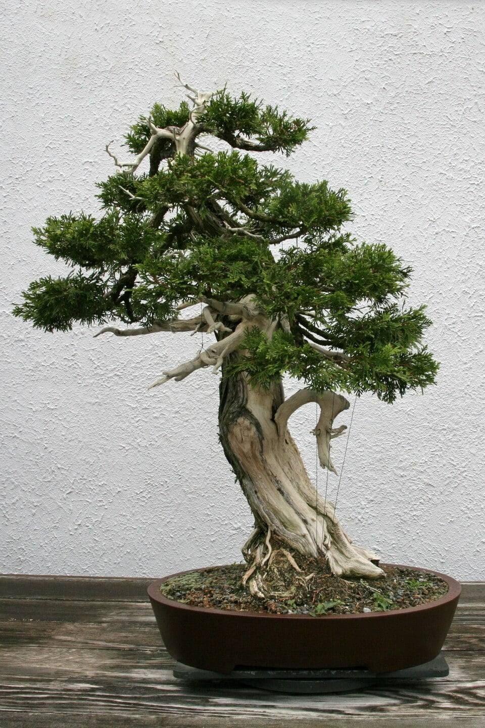 Northern white cedar bonsai with a twisting trunk of bleached deadwood and bare dead branches, under pads of green scale-like foliage, in a brown oval pot against a white wall.