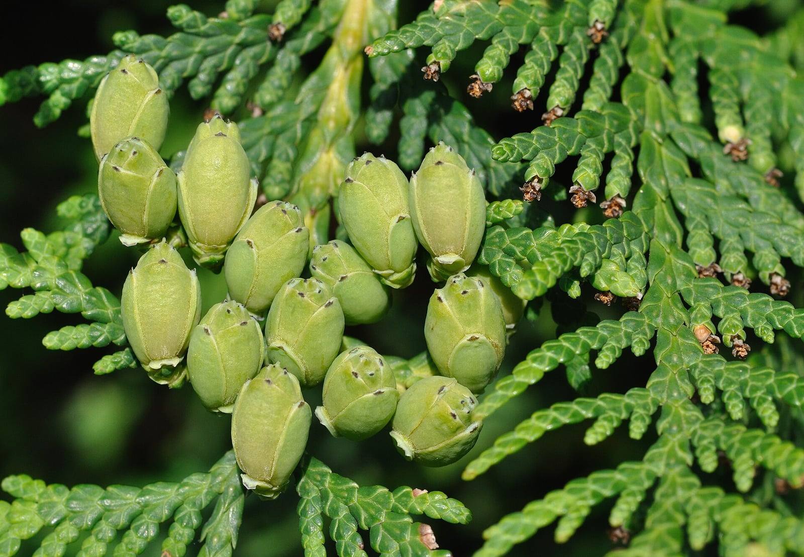 Rameaux aplatis de thuya occidental couverts de petites écailles vertes, portant à gauche une grappe de jeunes cônes femelles vert pâle et, à droite, de minuscules cônes mâles bruns au bout des ramilles.