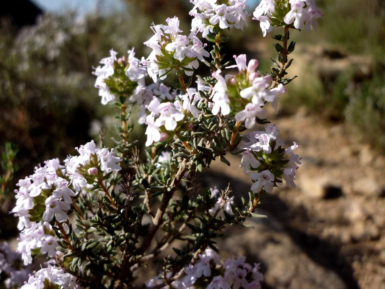Rameaux de thym commun en fleurs dans la nature en Catalogne : petites feuilles étroites gris-vert et grappes de fleurs blanc rosé au bout des tiges.