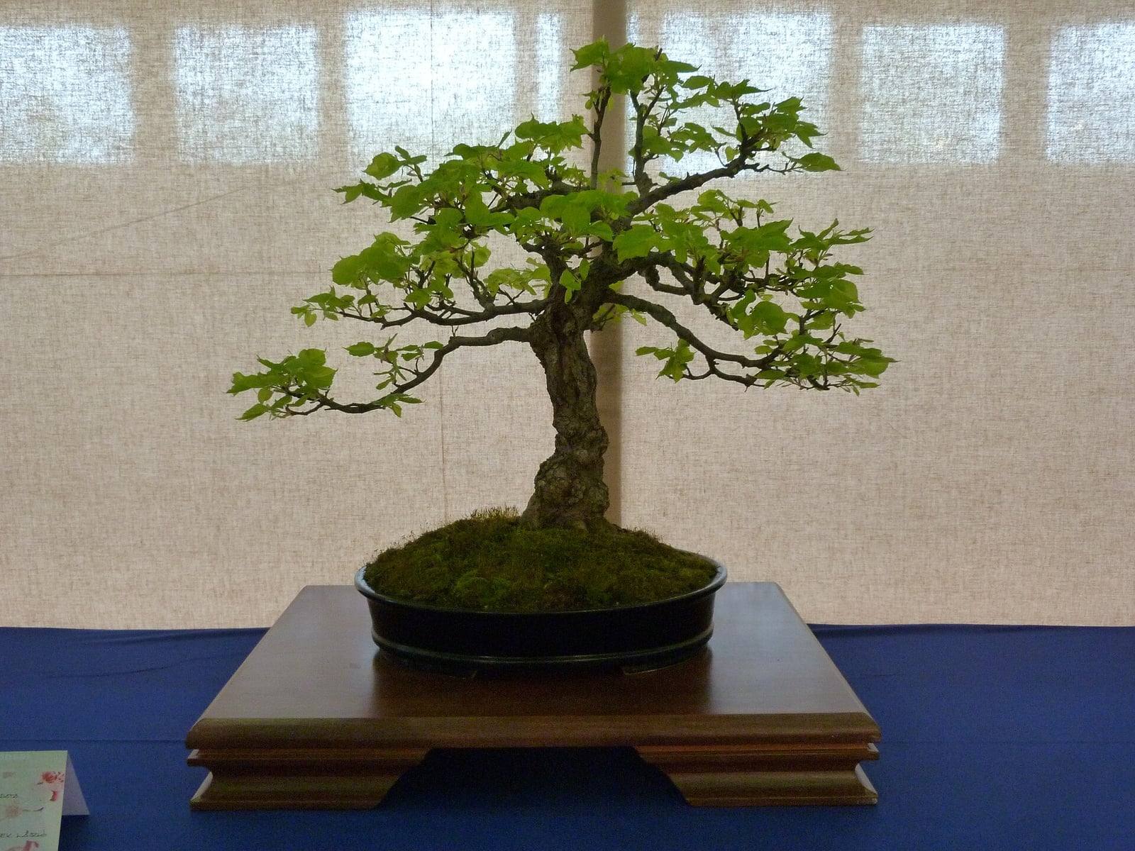 Bonsái de tilo de hoja pequeña con el tronco ligeramente inclinado y ramas extendidas de follaje verde claro en forma de corazón, en una maceta ovalada oscura sobre una peana de madera.