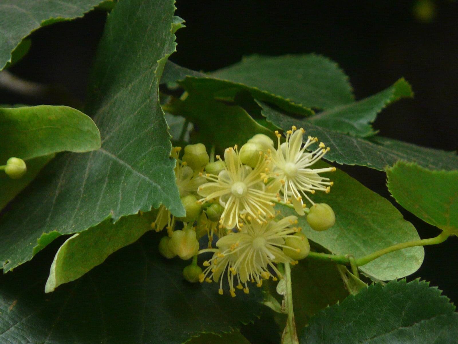 Small cream flowers of littleleaf linden with long yellow stamens, surrounded by round green buds and dark green, heart-shaped leaves with finely toothed edges.