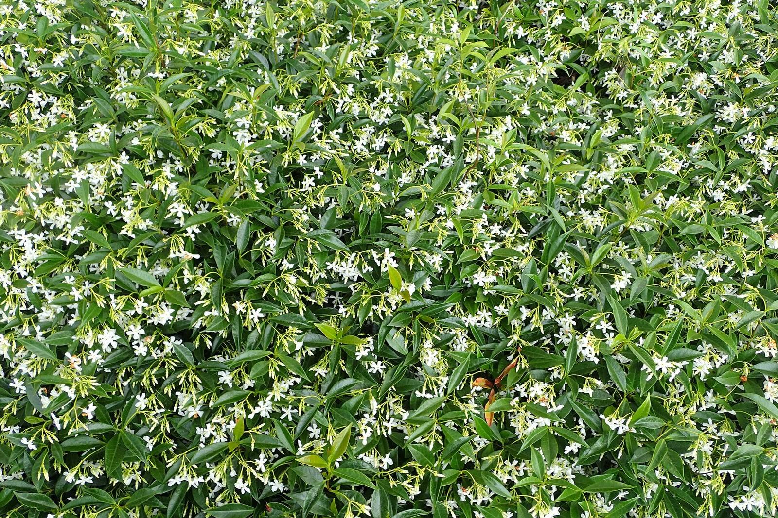 Massif de jasmin étoilé en fleurs : feuillage vert luisant parsemé d’innombrables petites fleurs blanches en étoile.