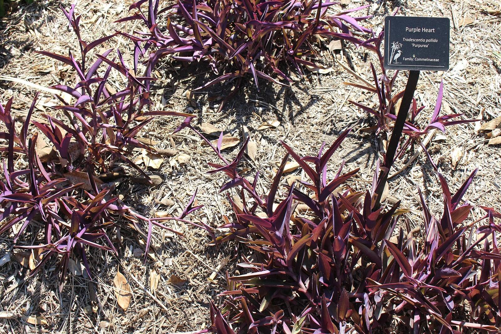 Touffes de misère pourpre aux longues feuilles pointues violettes, plantées sur un paillis, avec une étiquette « Purple Heart, Tradescantia pallida ‘Purpurea’ » dans un jardin botanique.