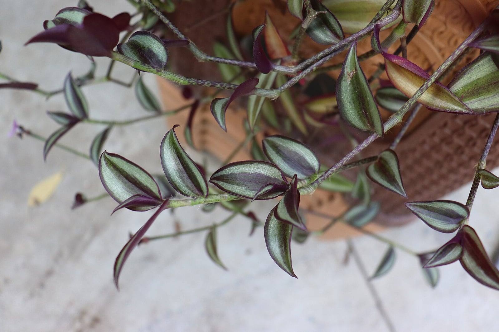 Tallos colgantes de Tradescantia zebrina que desbordan una maceta de barro, con hojas puntiagudas rayadas de verde y plata, ribeteadas de púrpura.