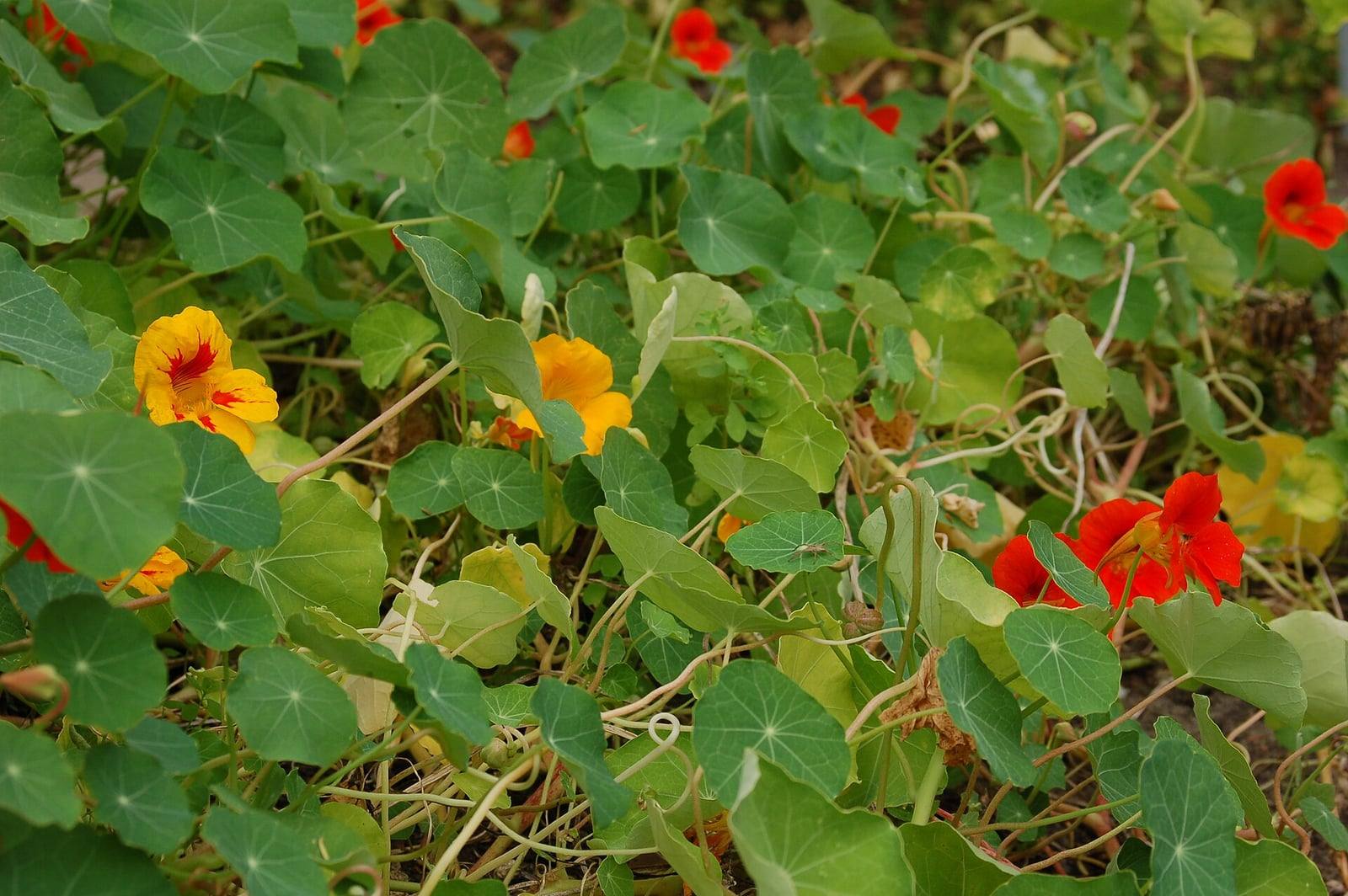 Tapis de capucines aux feuilles rondes en ombrelle, parsemé de fleurs rouges et de fleurs jaunes tachées de rouge, au jardin botanique de Brême.