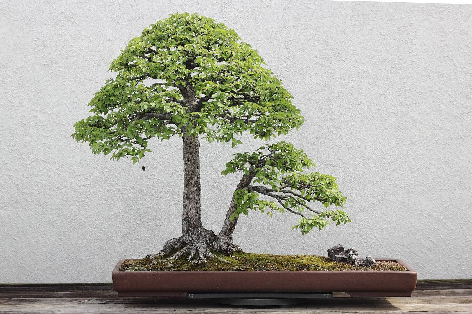 Bonsái de olmo común en el National Bonsai & Penjing Museum: dos troncos que nacen de una misma base de raíces extendidas, uno recto coronado por una copa en cúpula y otro inclinado, con follaje verde claro, en una bandeja rectangular larga y marrón cubierta de musgo.