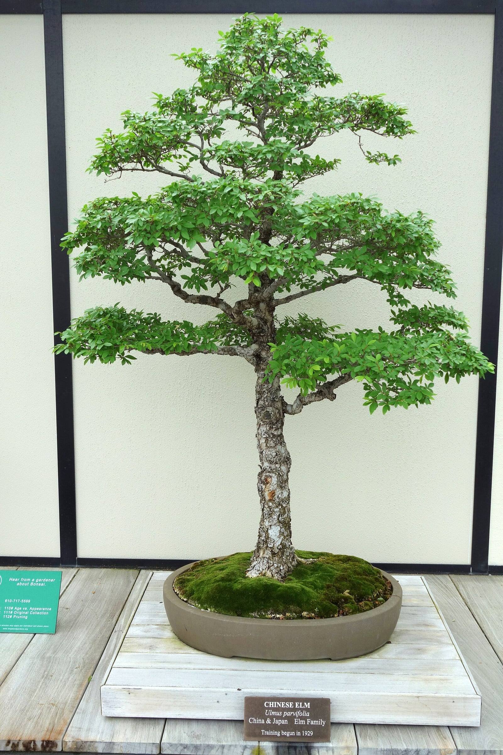Upright Chinese elm bonsai on display at Longwood Gardens: straight trunk with scaly bark, tiers of branches covered in small green leaves, and an oval pot topped with moss.