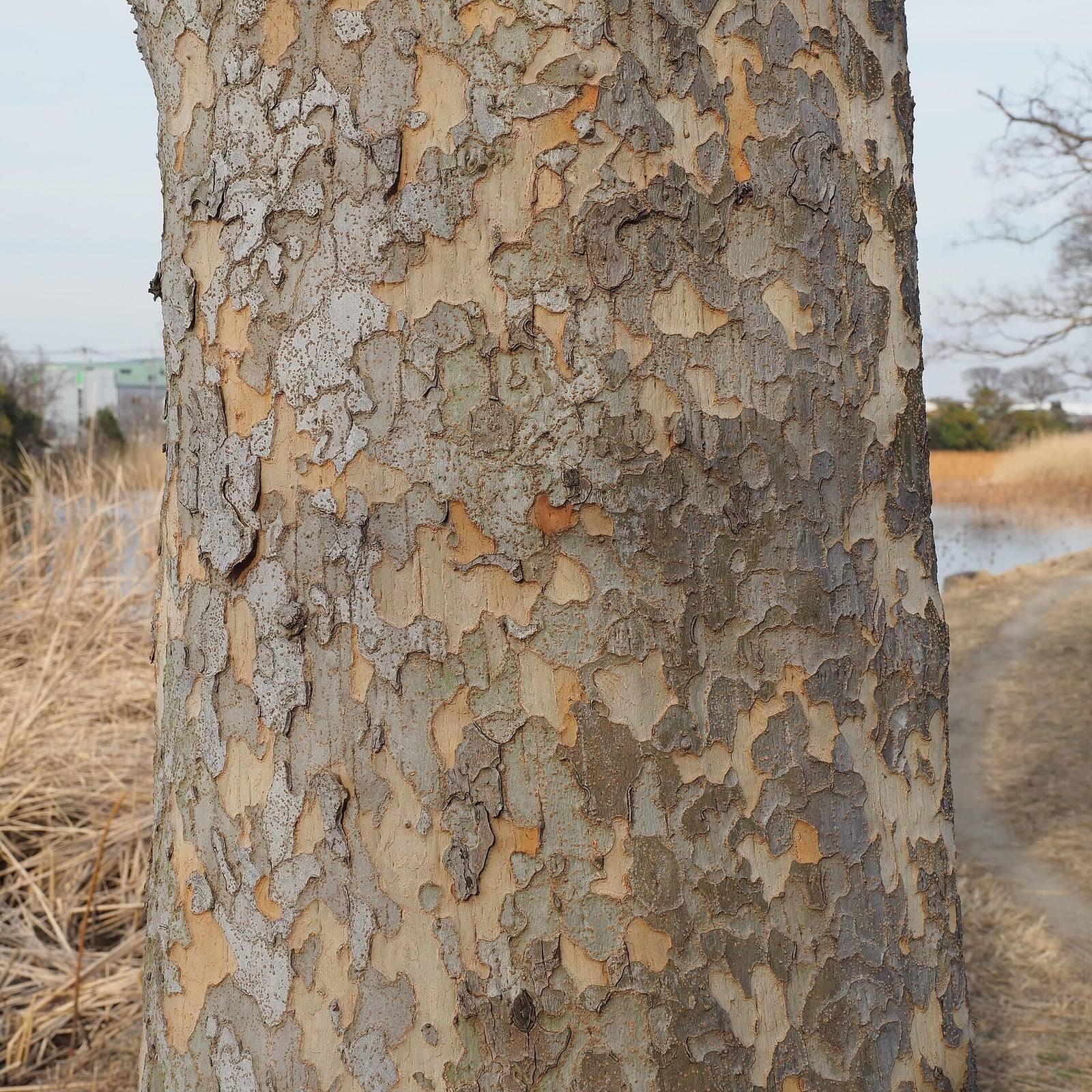 Tronco de un olmo chino en el parque Mizumoto de Tokio: la corteza se desprende en placas irregulares que forman un mosaico gris, crema y anaranjado.