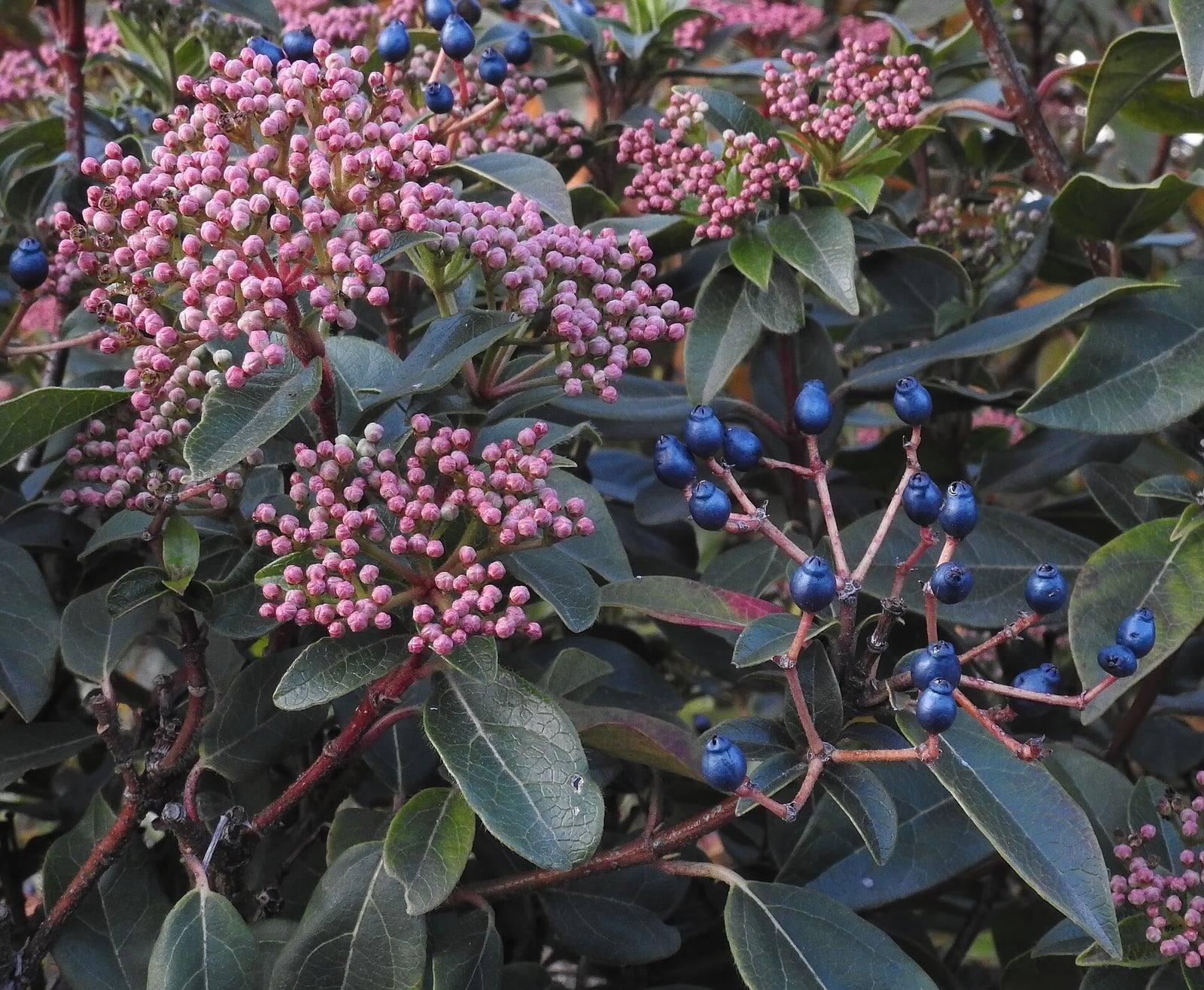 Durillo de follaje verde oscuro con ramilletes aplanados de botones florales rosados y racimos de frutos azul metálico sobre pedúnculos rojizos.