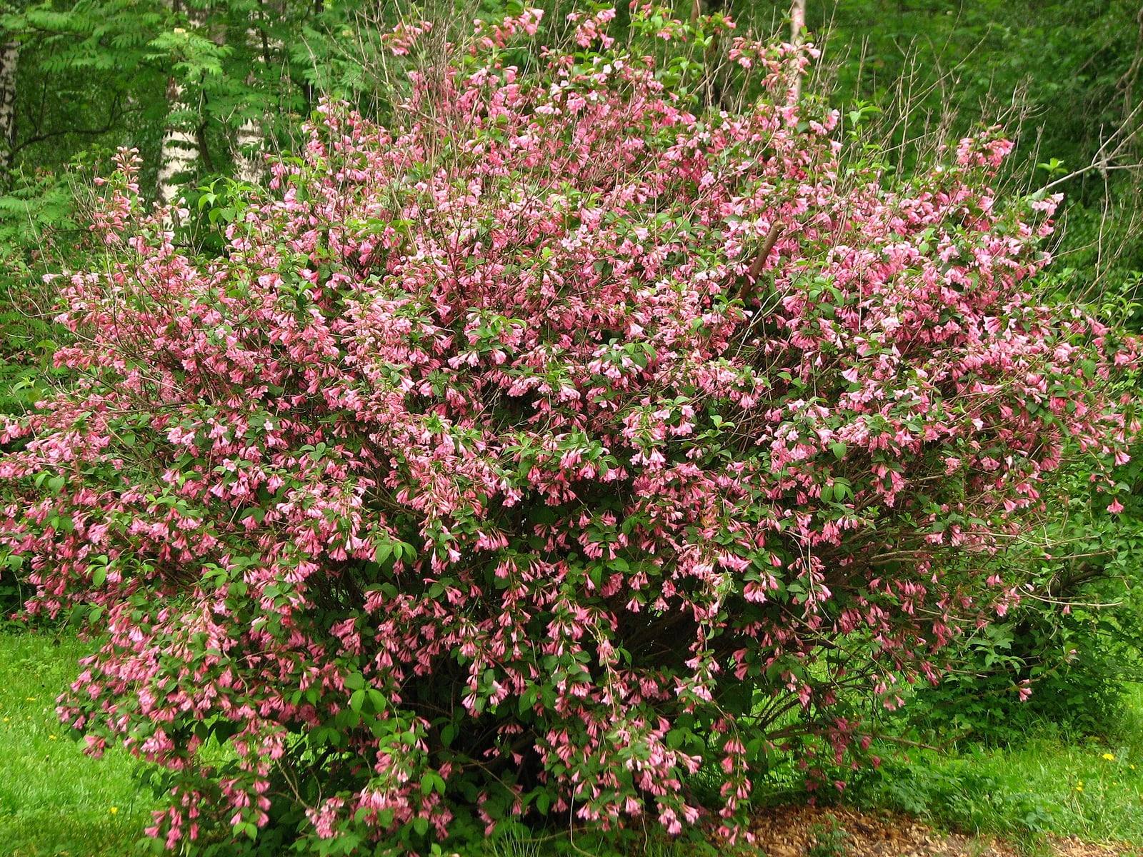 Grand weigela arrondi en pleine floraison dans un jardin botanique, ses rameaux arqués couverts de fleurs roses en trompette.