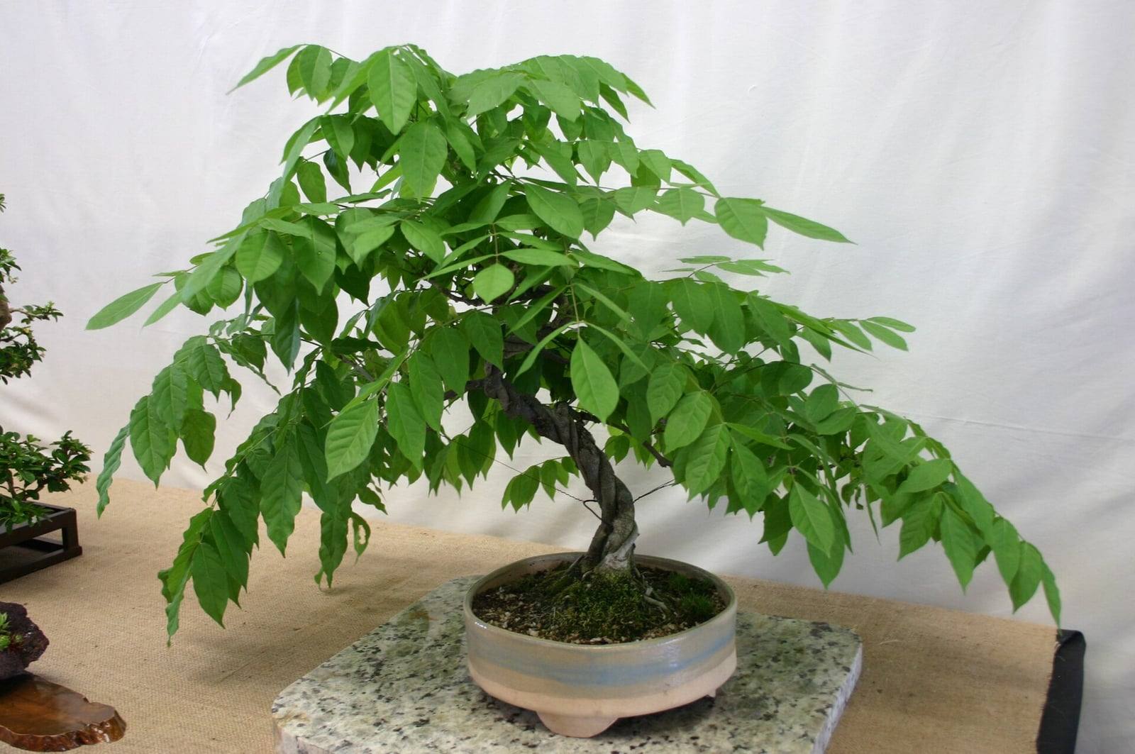 Bonsaï de glycine de Chine au tronc torsadé, couvert d’un large dôme de feuilles composées vert tendre qui retombent, dans une coupe ronde en céramique posée sur une plaque de granit.