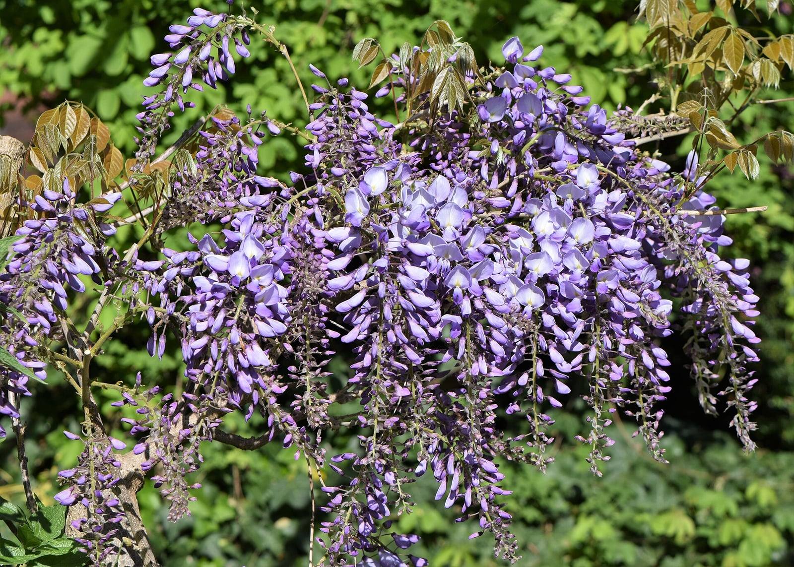 Racimos colgantes de flores malva de glicina china, con hojas jóvenes de tono bronce, en el jardín botánico de Berlín-Dahlem.