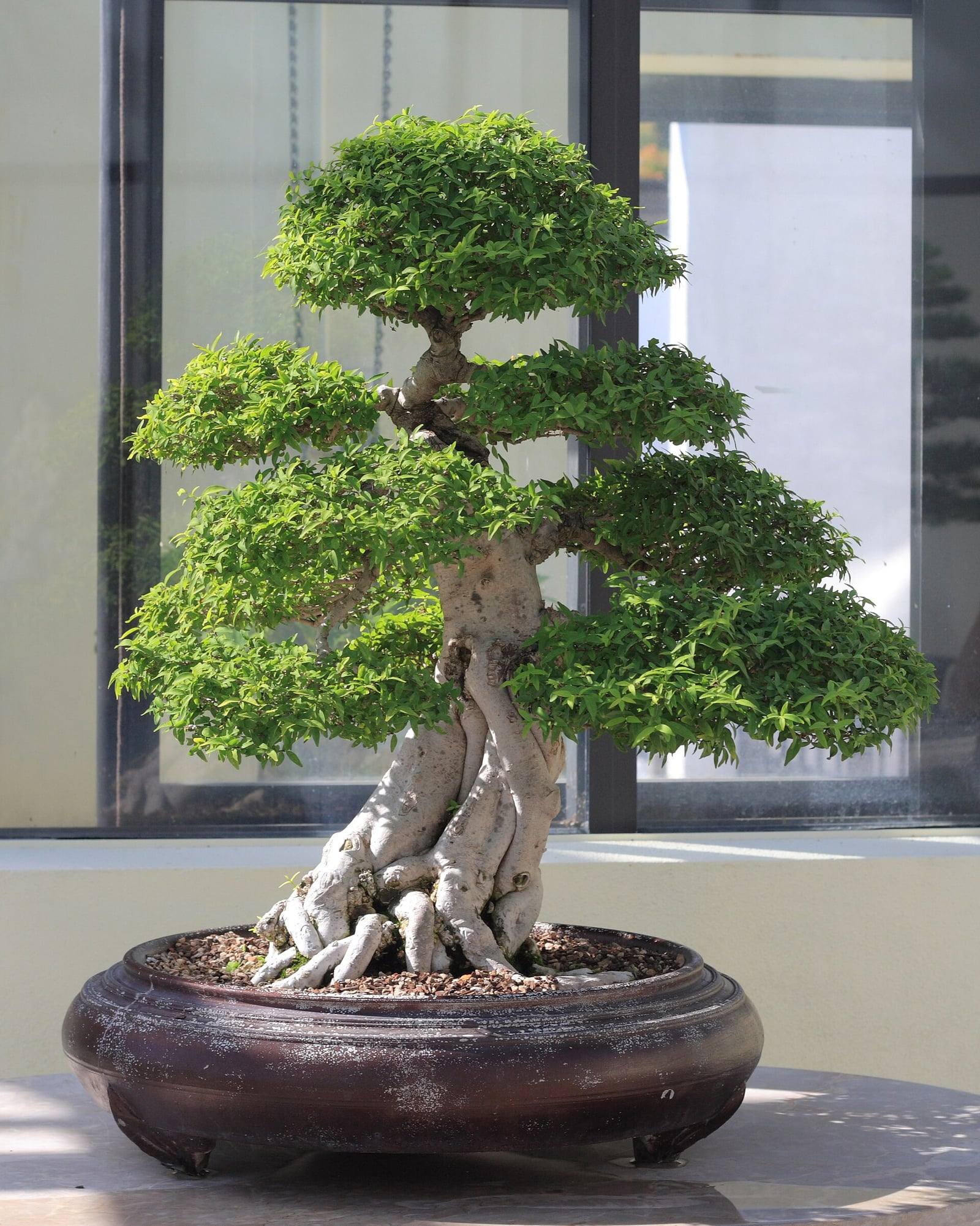 Water jasmine bonsai with a smooth pale gray trunk rising from thick, intertwined exposed roots, bearing pads of small bright green leaves, in a round dark brown pot in front of a large window.