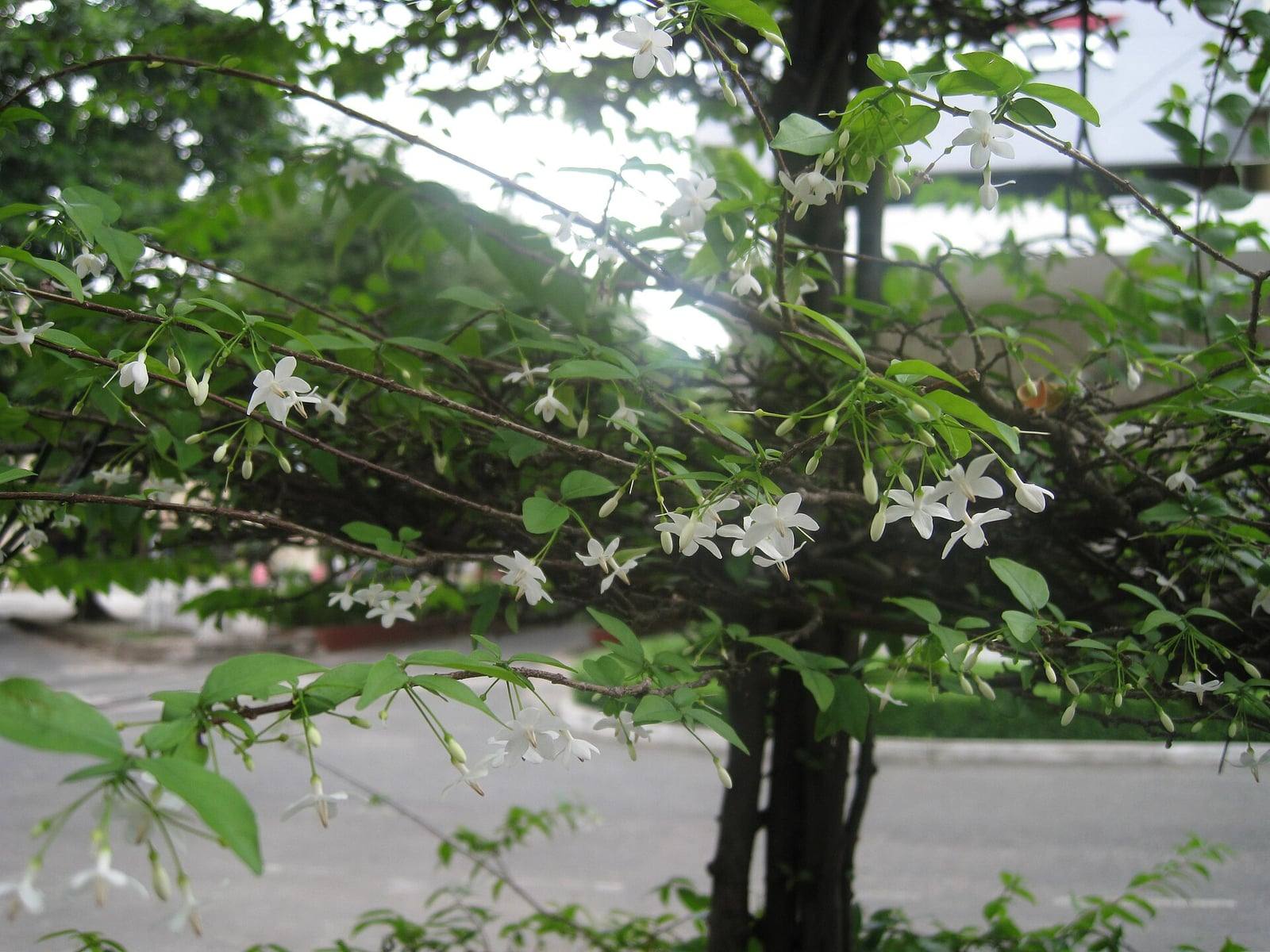 Arbusto de jazmín de agua con ramas finas y arqueadas, pequeñas hojas opuestas verde claro y numerosas flores blancas estrelladas que cuelgan de largos pedicelos.