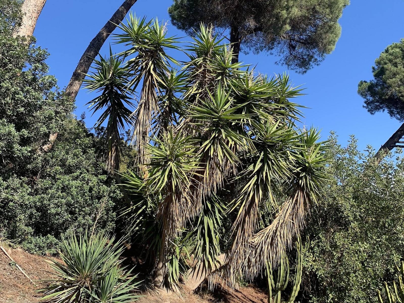 Gran Yucca gigantea plantada en un jardín botánico: varios troncos con rosetas de hojas en forma de espada y faldas de hojas secas.