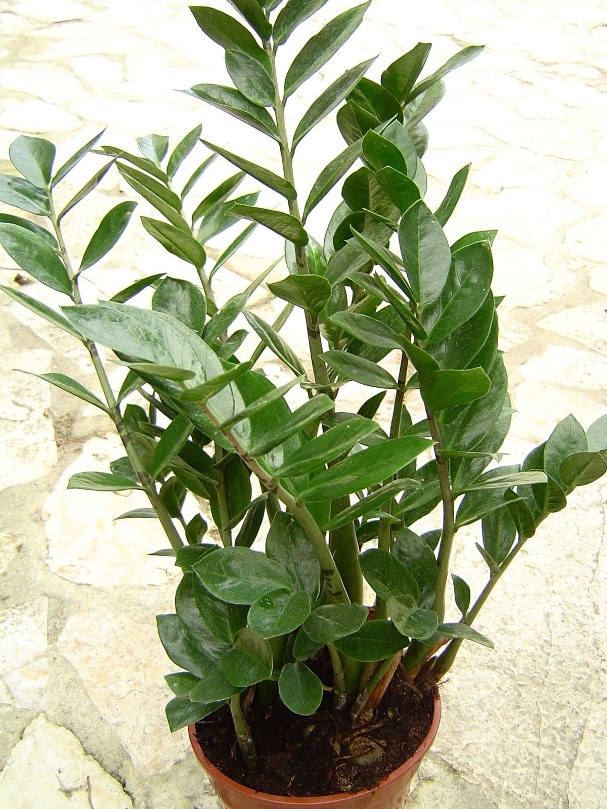 ZZ plant in a terracotta pot: upright stems bearing glossy, dark green leaflets.