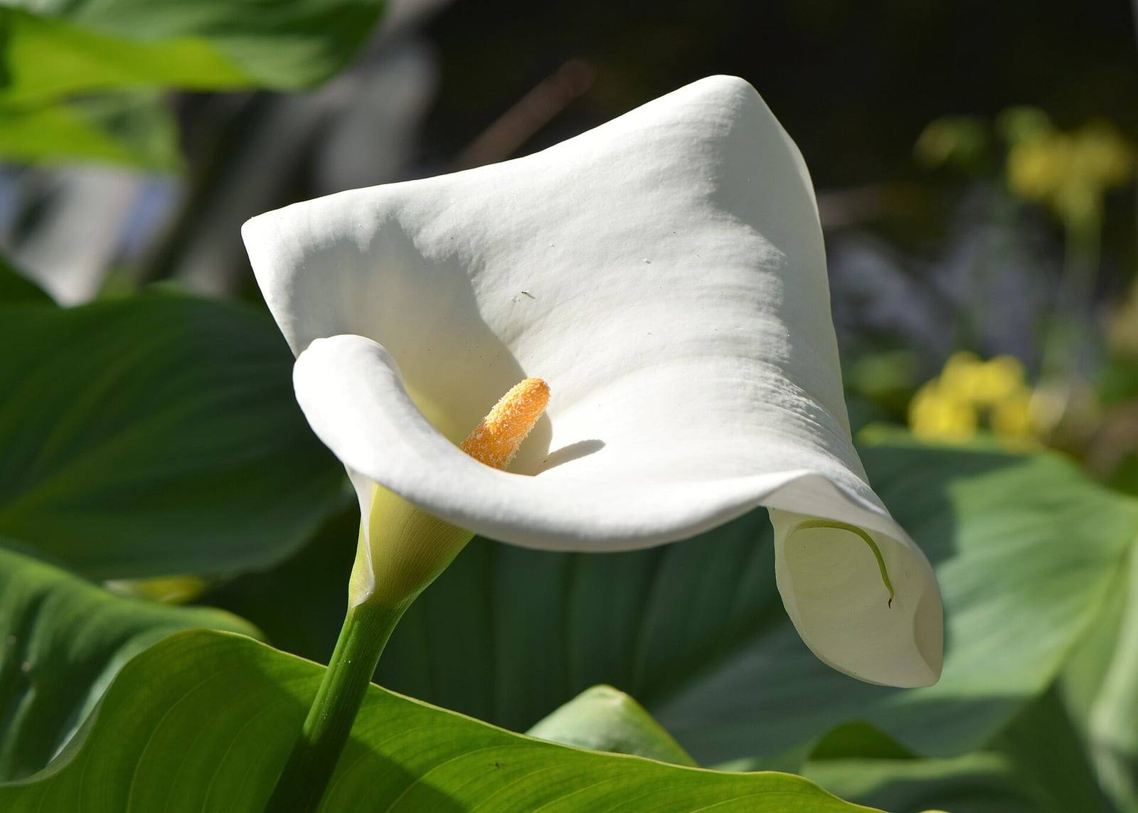 Zantedeschia aethiopica inflorescence: a white, funnel-shaped spathe with a curled tip around a yellow-orange spadix, in front of large green leaves.