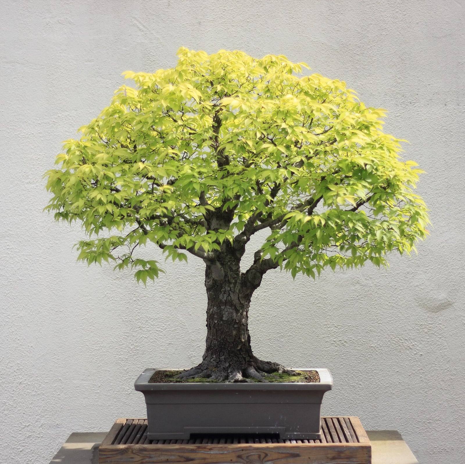 Bonsái de zelkova japonés de tronco recto y grueso y raíces extendidas, con una amplia copa redondeada de hojas jóvenes verde claro, en una maceta rectangular gris delante de una pared blanca.