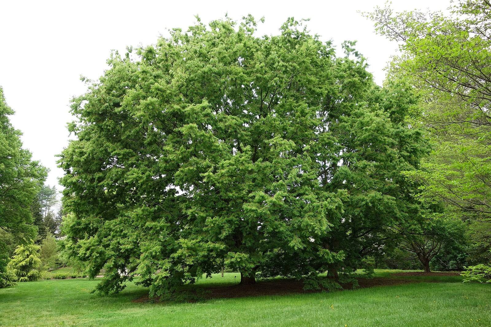 Gran zelkova japonés aislado en el césped de un arboreto, con una copa ancha y densa de hojas jóvenes verde claro y las ramas bajas que casi tocan el suelo.